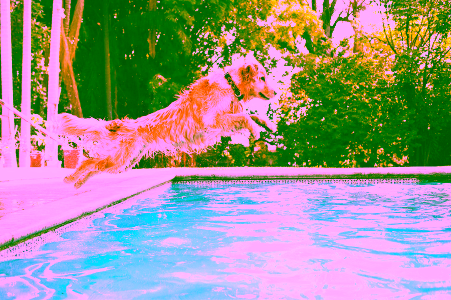 5 Summer Heat Dangers for Dogs That Might Surprise You 1 5 Summer Heat Dangers for Dogs That Might Surprise You