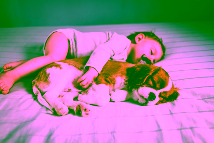 Veterinarian Advice: How to Safely Introduce Your Pets to a New Baby