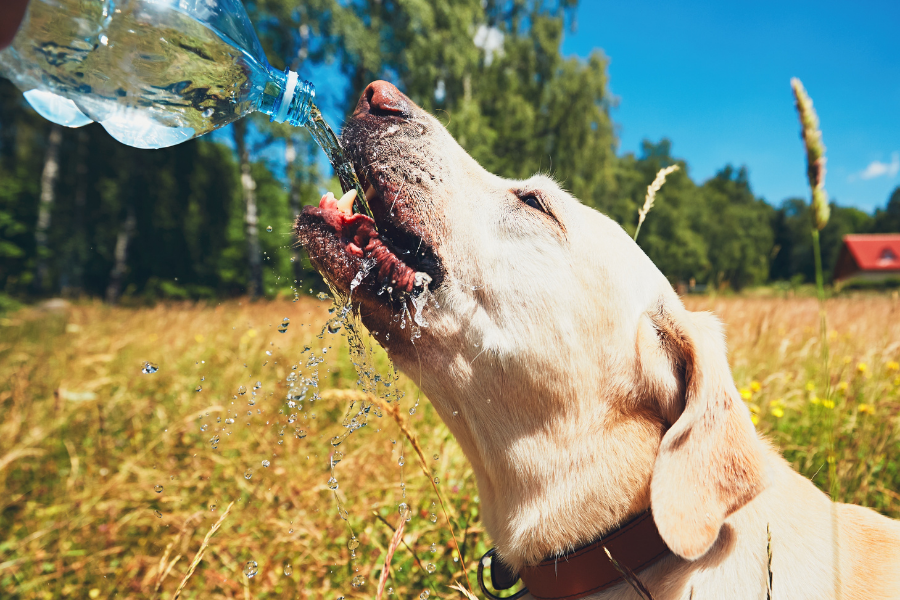 5 Summer Heat Dangers for Dogs That Might Surprise You