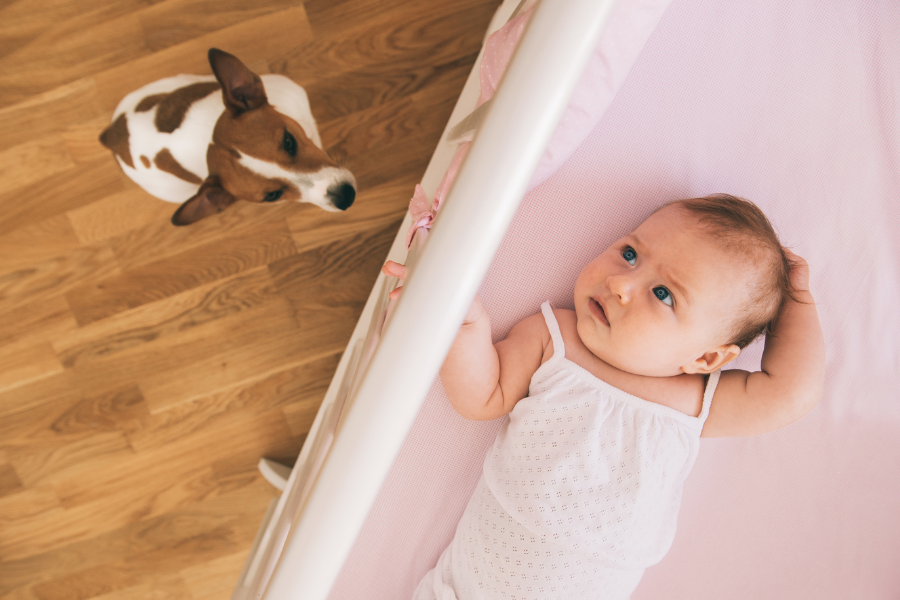 Veterinarian Advice: How to Safely Introduce Your Pets to a New Baby