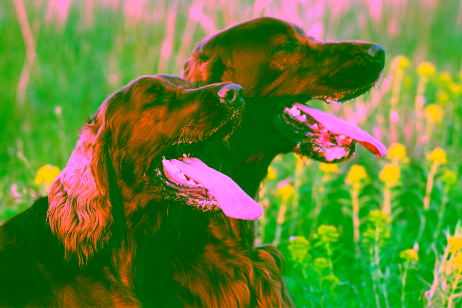 5 Summer Heat Dangers for Dogs That Might Surprise You