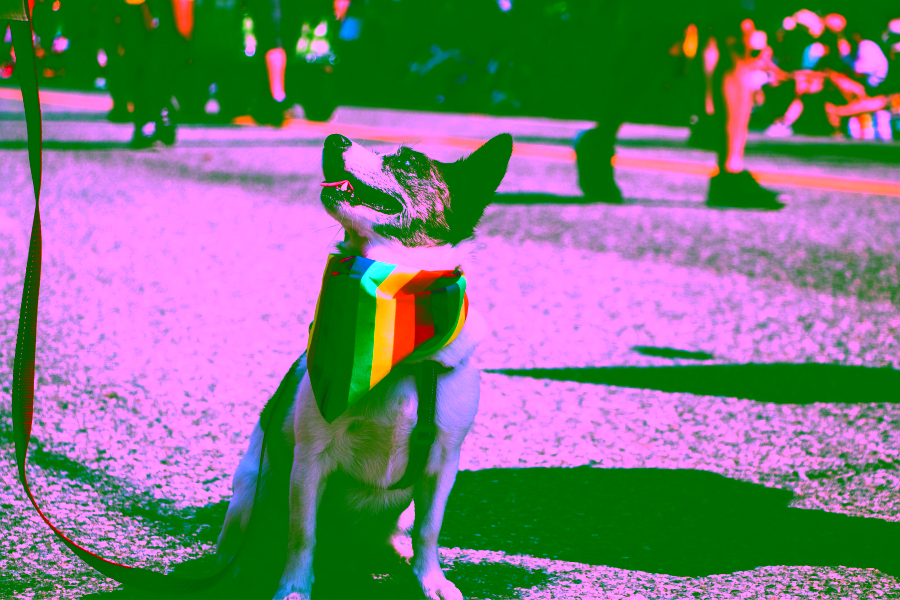 Emotional Support Animals Can Help LGBTQ+ Individuals Find Strength
