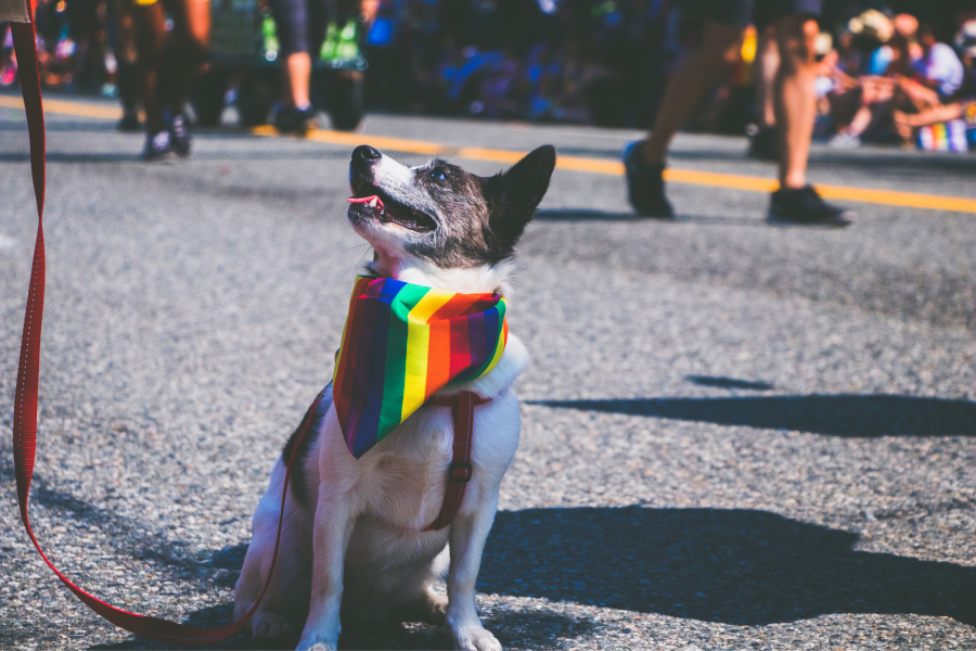 Emotional Support Animals Can Help LGBTQ+ Individuals Find Strength