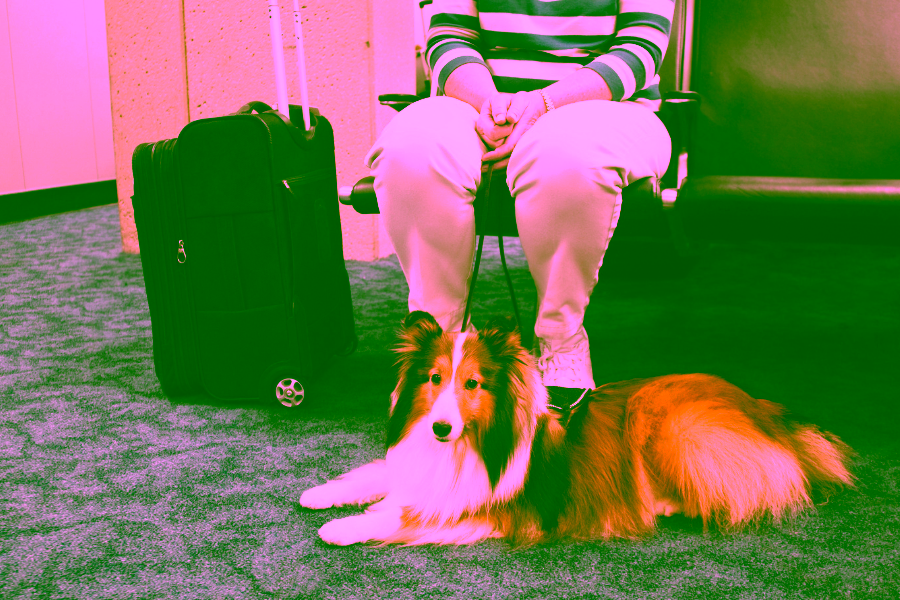 Can Service Dogs in Training Go Anywhere?