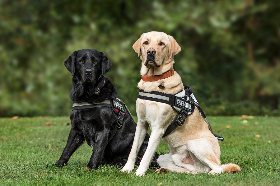 Can a Service Dog In Training Go Anywhere?