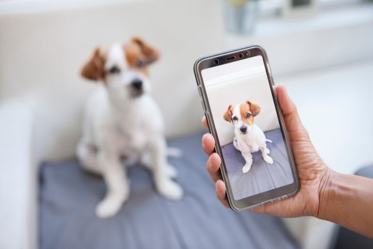Amazing Apps for Pet Owners!