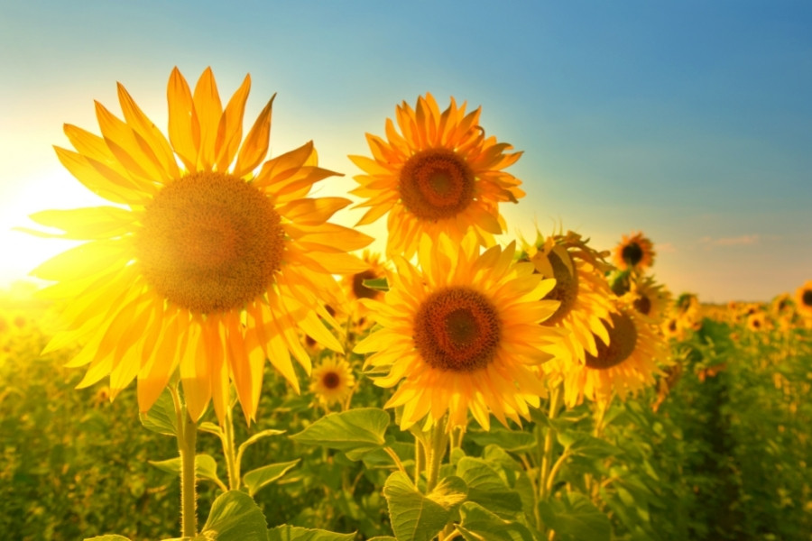 Sunflower Lanyards For Hidden Disabilities