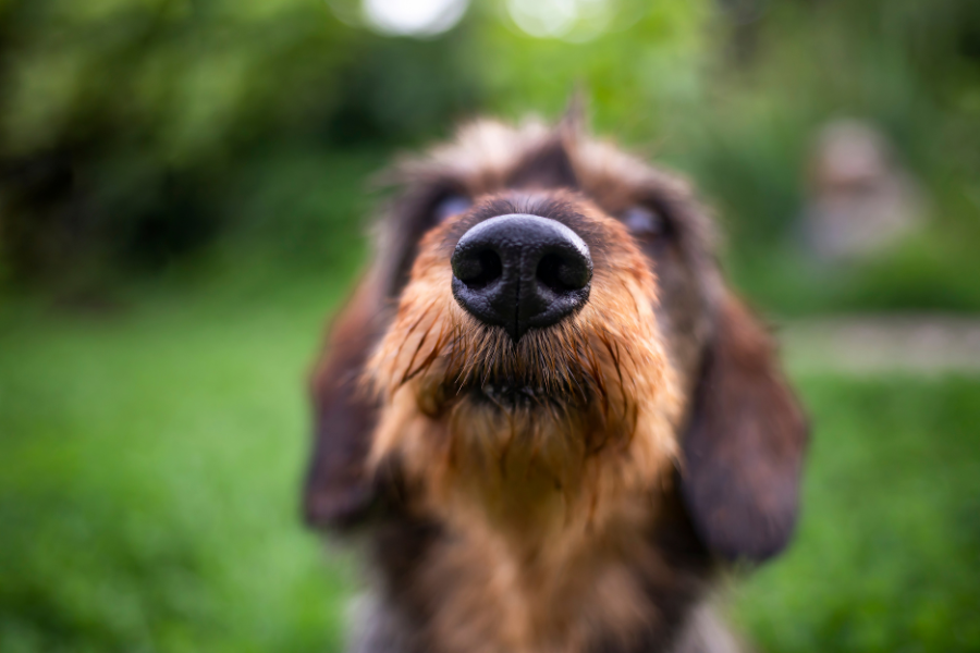 8 Scent Activities Your Dog Will Adore