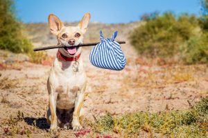 7 Simple Tips to Prevent Lost Pets!