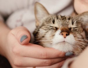 How My Cat Helps Me Cope With Chronic Illness