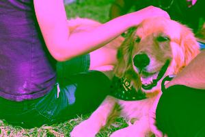 How Therapy Dogs and Emotional Support Animals Help After Global or Mass Tragedies