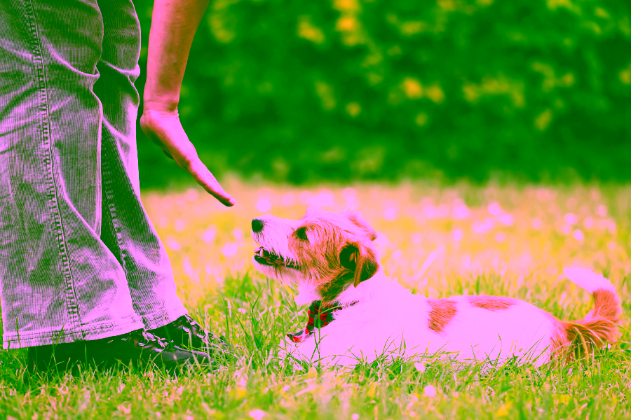 Basics of Self Training an Emotional Support Animal or Psychiatric Service Animal