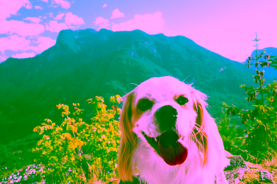 Most Pet Friendly Places in Los Angeles 20 Pet Friendly Places in Los Angeles
