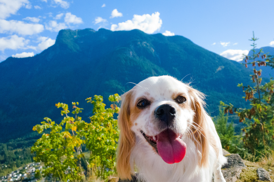 Pet Friendly Places in Los Angeles