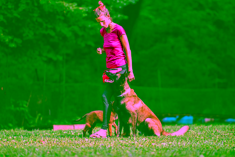 Basics of Self Training an Emotional Support Animal or Psychiatric Service Animal