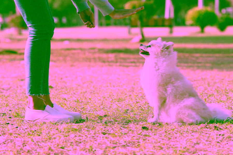 Basics of Self-Training an Emotional Support Animal or Psychiatric Service Animal 9 Basics of Self Training an Emotional Support Animal or Psychiatric Service Animal