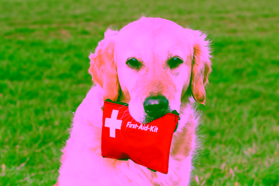 Basics of Self Training an Emotional Support Animal or Psychiatric Service Animal