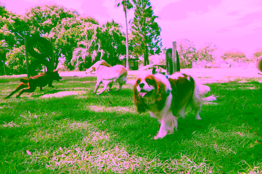 Pet Friendly Places in Los Angeles