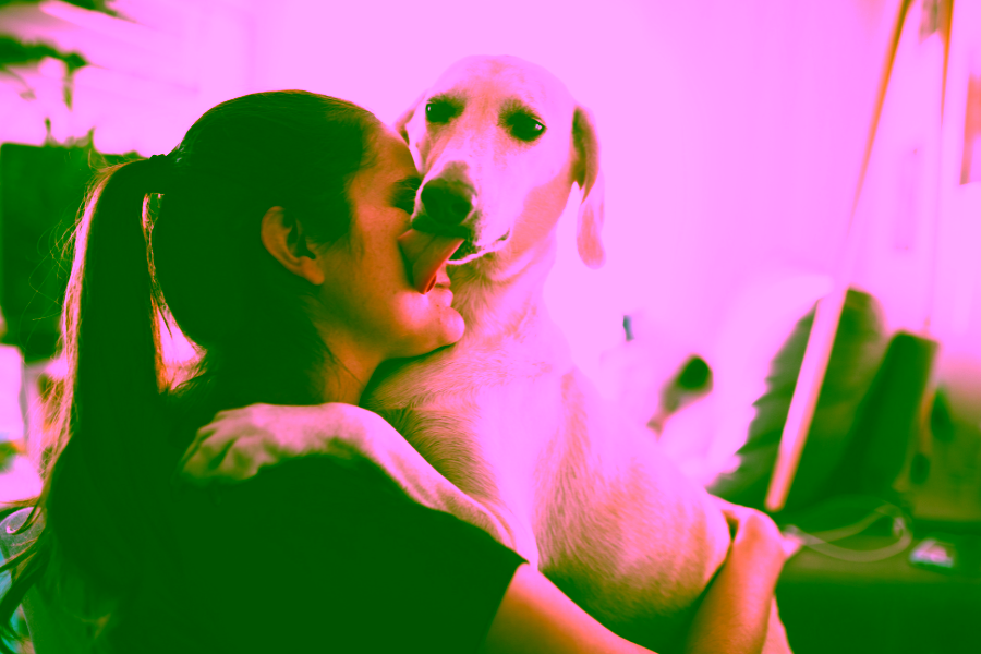 Basics of Self Training an Emotional Support Animal or Psychiatric Service Animal