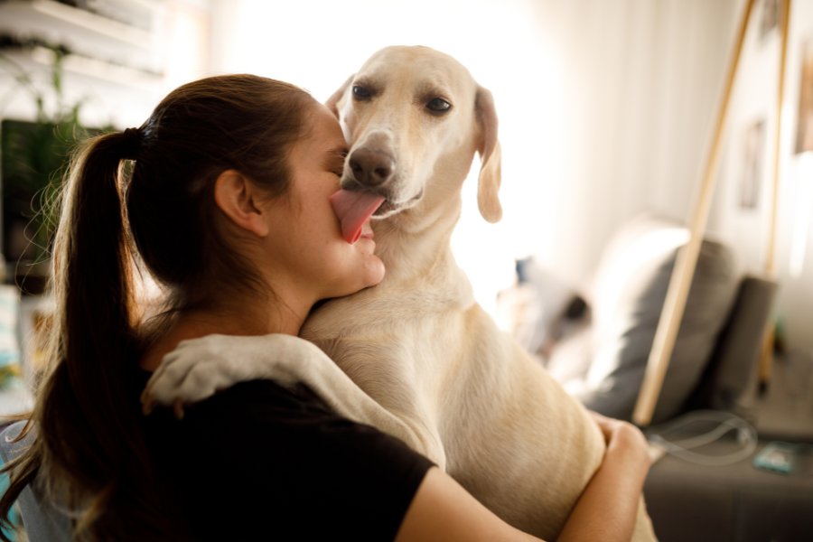 Basics of Self Training an Emotional Support Animal or Psychiatric Service Animal