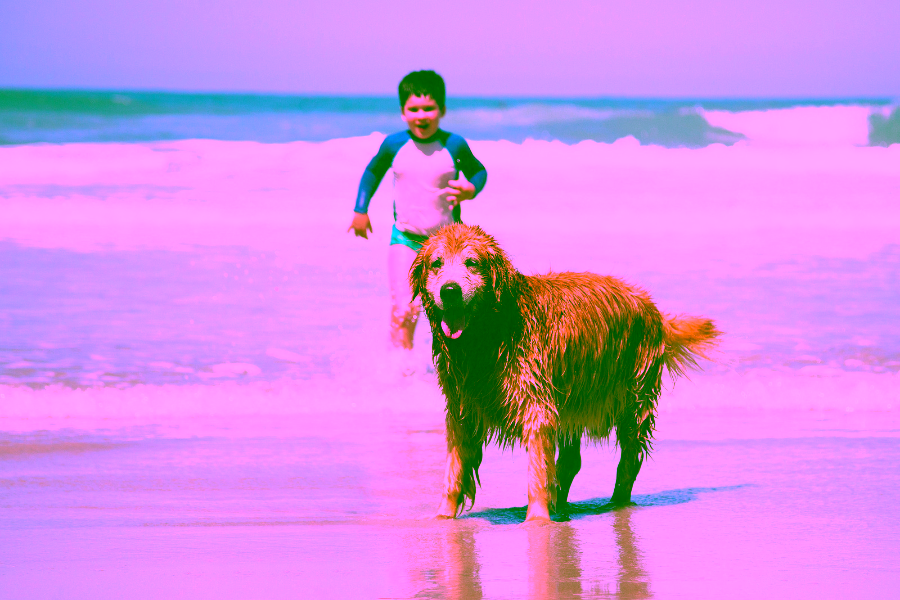Pet Friendly Places in Los Angeles