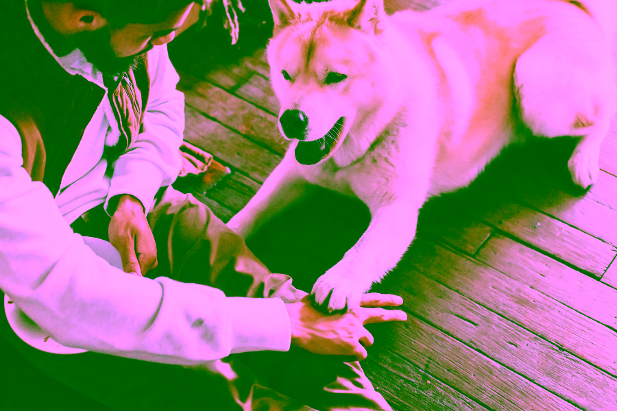 Basics of Self Training an Emotional Support Animal or Psychiatric Service Animal