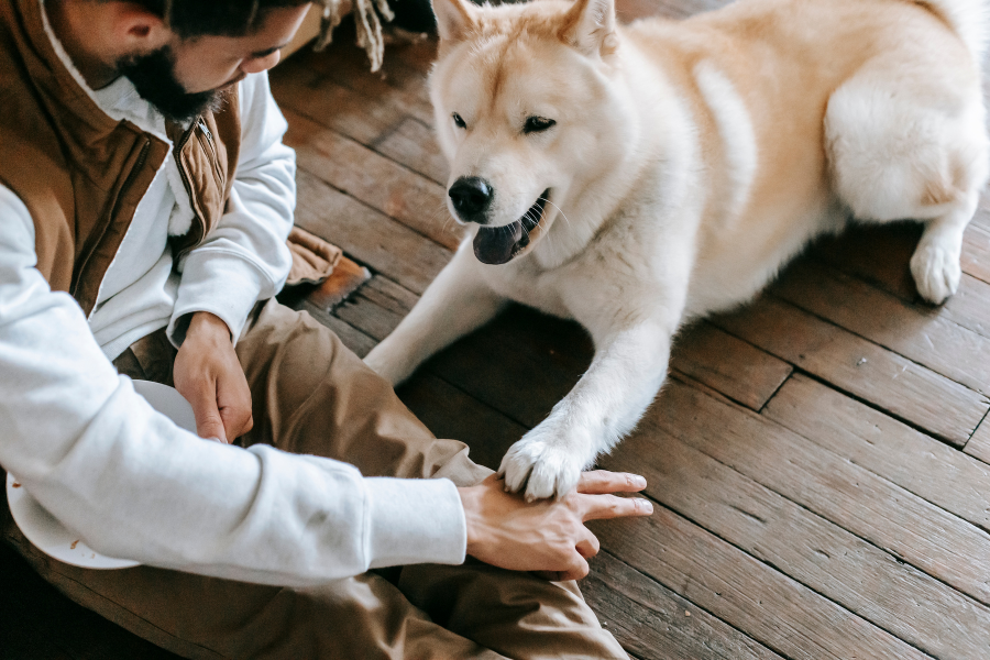 Basics of Self Training an Emotional Support Animal or Psychiatric Service Animal