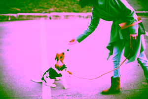 The First Five Skills to Teach a Psychiatric Service Dog in Training