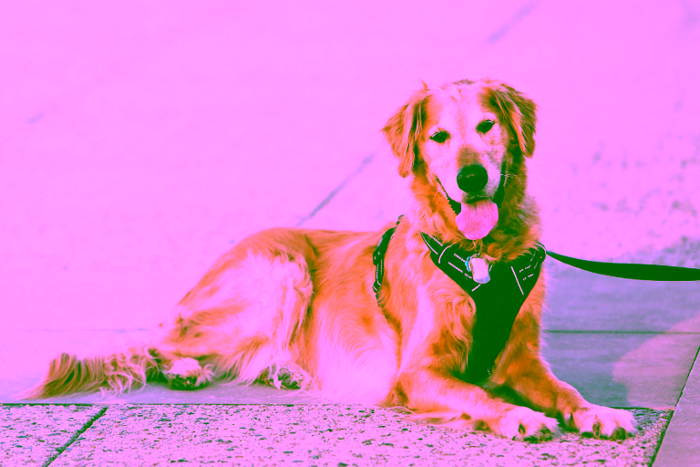 The First Five Skills to Teach a Psychiatric Service Dog in Training