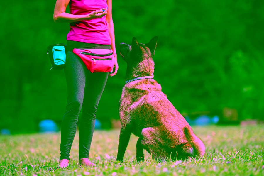 The First Five Skills to Teach a Psychiatric Service Dog in Training