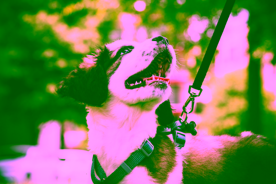 The First Five Skills to Teach a Psychiatric Service Dog in Training