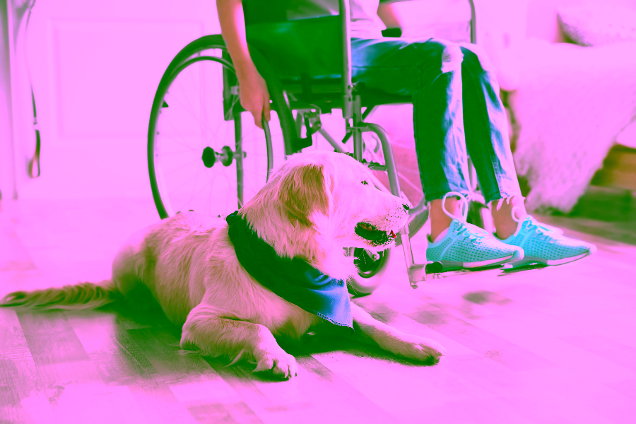 The First Five Skills to Teach a Psychiatric Service Dog in Training