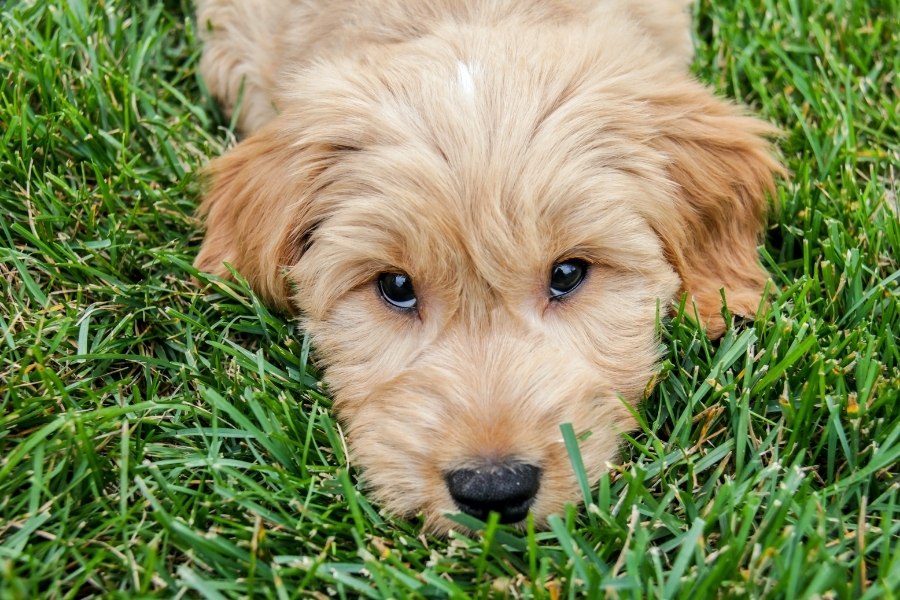 10 Things You Didn't Know About Goldendoodles!