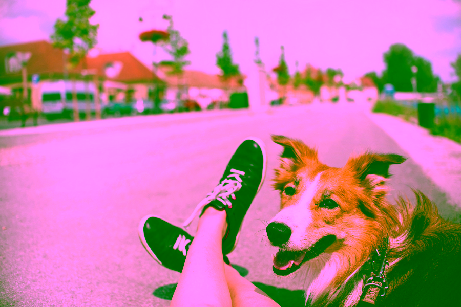 5 Most Common Dog Travel Myths