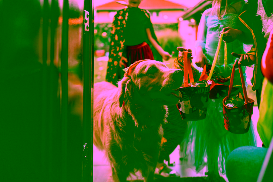 Trick-Or-Treating With Your Dog: Halloween Pet Etiquette
