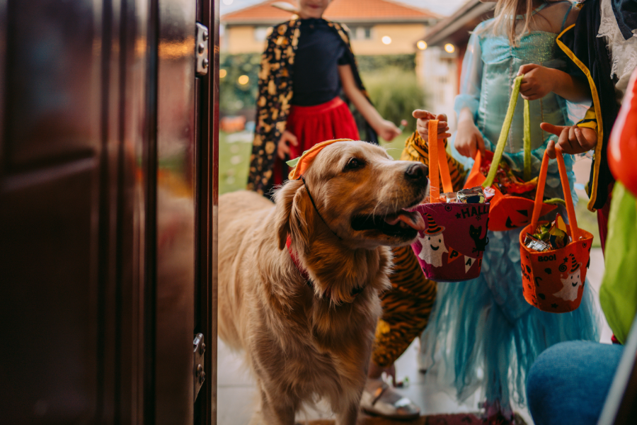 Trick-Or-Treating With Your Dog: Halloween Pet Etiquette