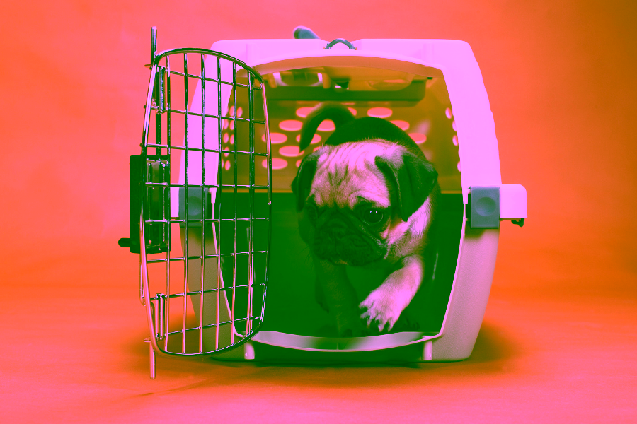 5 Most Common Dog Travel Myths