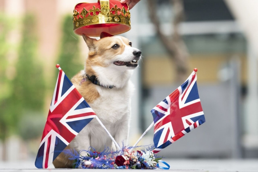 The New Royal Dogs of Buckingham Palace