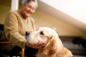 Which Type of Assistance Animal is Best?