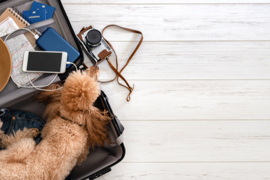 A Complete Guide to Traveling With Your Dog