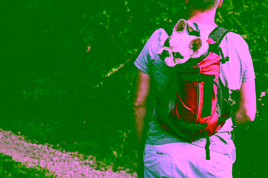 A Complete Guide to Traveling With Your Dog