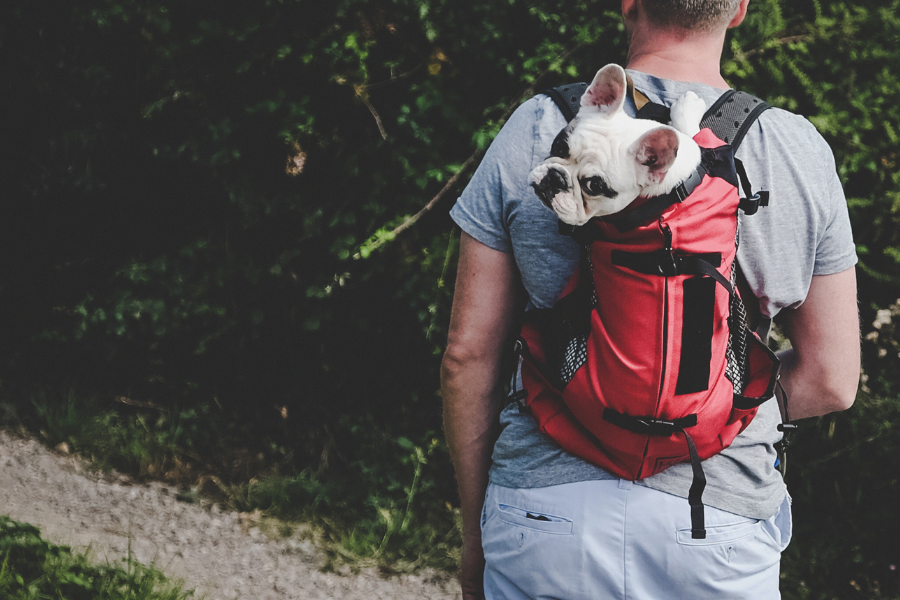 A Complete Guide to Traveling With Your Dog