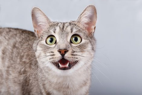 Cat Code Explained! Learn How Cats Communicate