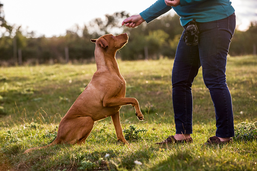 Human training service animal