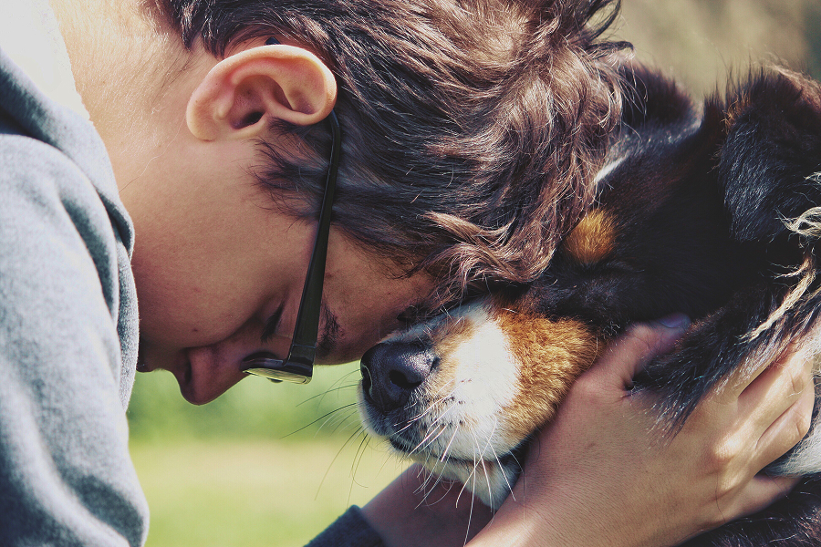 Best psychiatric service dogs breeds