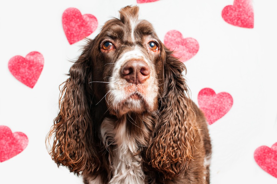 Valentine's Day with Your Dog