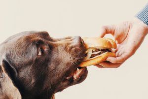 Can My Dog Eat Human Foods?