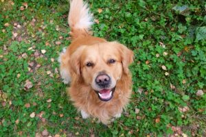 Do Golden Retrievers Make Good Service Dogs?