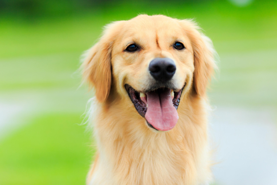 Happy Golden Retriever