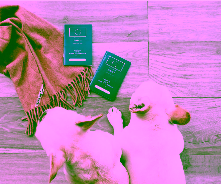 Dog with passport